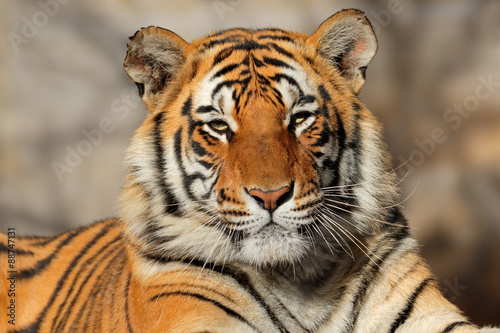 Cuadros en Lienzo Retrato de un tigre de Bengala (Panthera tigris bengalensis).