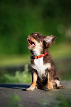 Adorable Chihuahua Puppy Yawning