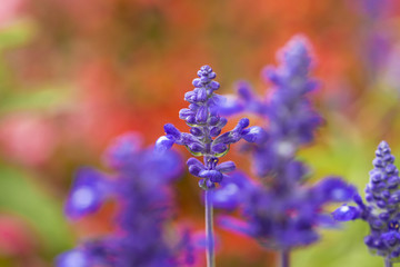 Purple flowers in bloom on a blurred red garden background