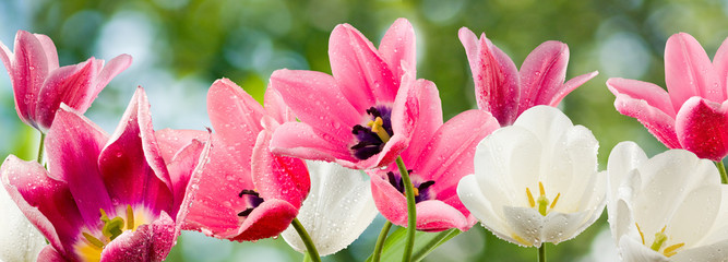 beautiful flowers on a green background