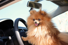 Pomeranian Dog In A Car