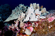 Unterwasserwelt Big Island (Hawaii, USA) 