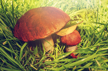 two orange-caps in the grass