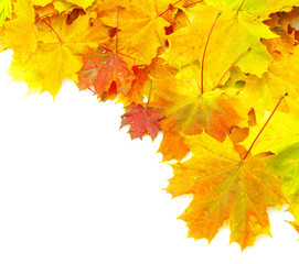 Wall Mural - autumn maple leaves