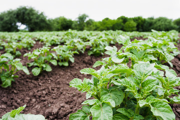 Wall Mural - Potato beds