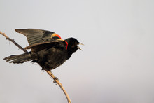 Red-winged Blackbird Male In Breeding Plumage Sings In A Marsh