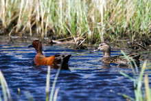 Cinnamon Teal Mated Pair In Ripply Blue Water Of A Marsh