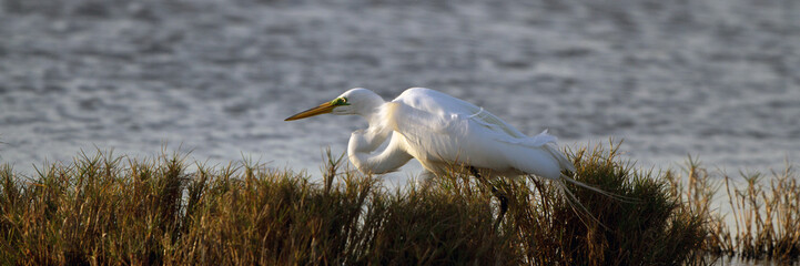 Wall Mural - Great Egret hunts a meal in a coastal marsh at sundown