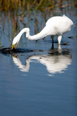 Wall Mural - Great Egret plunges for a fish, with splashes and a beautiful reflection