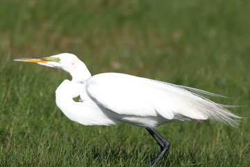 Wall Mural - Great Egret male in breeding plumage hunts on a Florida lawn