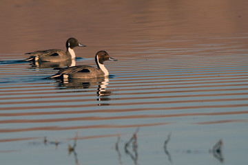 Northern Pintails in beautiful water at Bosque del Apache National Wildlife Refuge