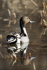 Sticker - Northern Pintail drake with mirror-like full-body reflection