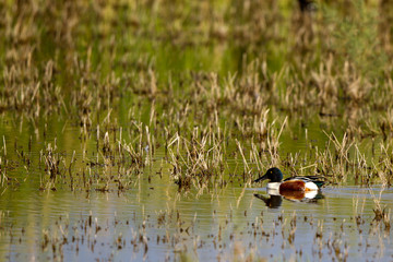 Sticker - Northern Shoveler in a marsh on California's Salton Sea