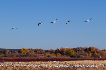 Poster - Snow Geese fly over Bosque del Apache National Wildlife Refuge