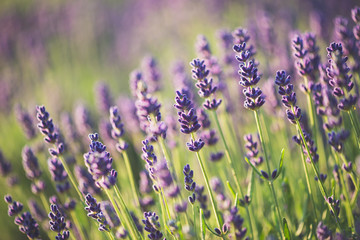 lavender