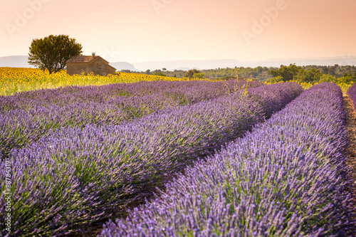 Naklejka - mata magnetyczna na lodówkę Valensole, Provence, France. Lavender field full of purple flowers