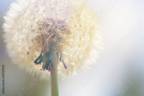 dandelion Fototapet