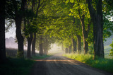 Fototapeta Sypialnia - Country road running through tree alley in the morning fog, Pomerania, Poland