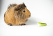 pet guinea pig about to eat a stick of celery on a white background