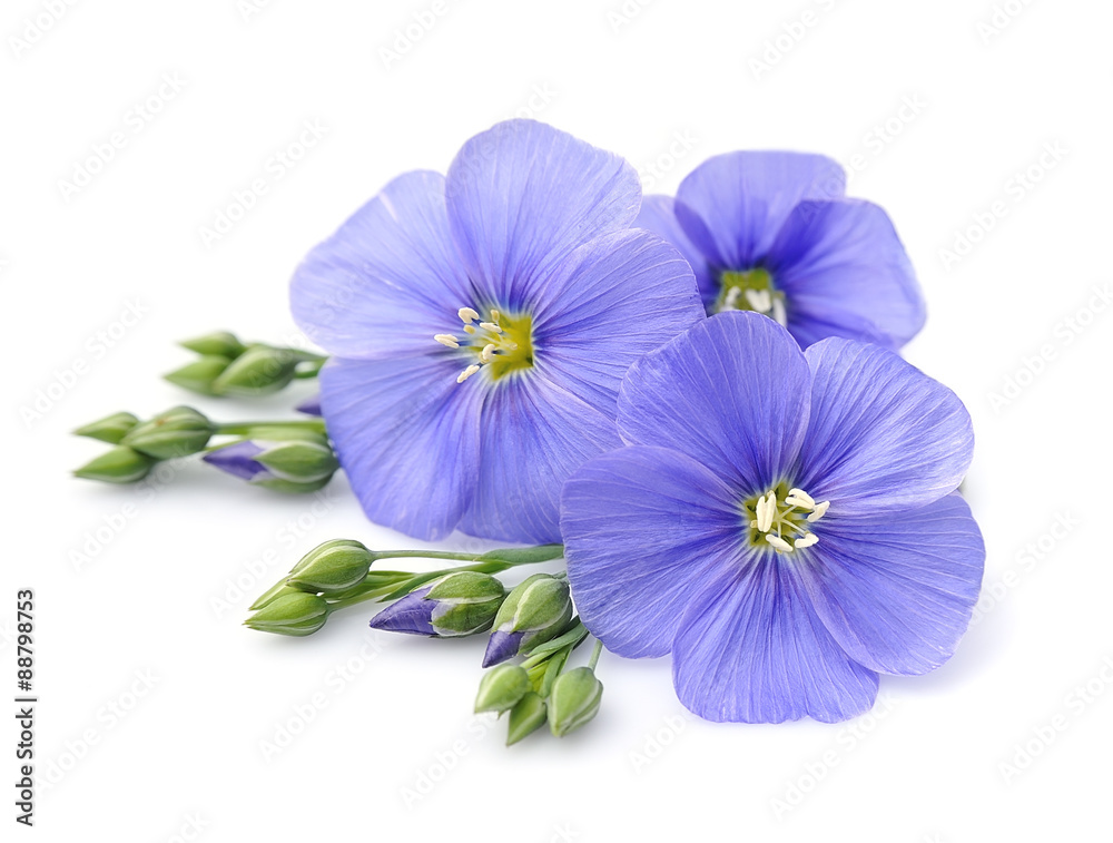 Flax blue flowers close up on white. - obrazy, fototapety, plakaty 