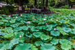 Lotusgarten