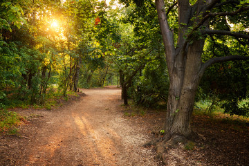 Wall Mural - Sun rays in magical forest