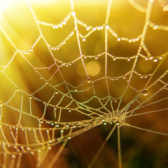 Cobweb Covered With Dew Drops.