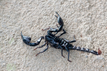 Wall Mural - Black scorpion