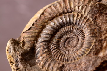 fossil. close-up of an ammonite fossil.