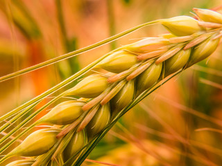  Detail of golden wheat II