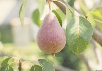 Pear on a tree