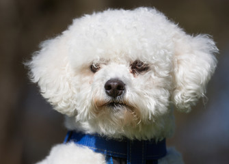 Sticker - Bichon Frise dog outdoors in nature