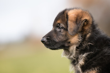 Poster - Cute German Shepherd Puppy