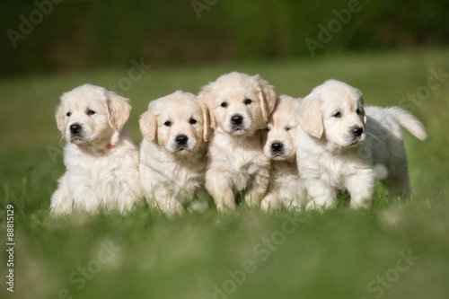 Fotografía Litter of five golden retriever puppies