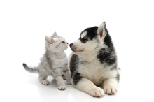 Cute Puppy Kissing Cute Tabby Kitten On White Background