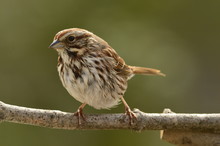 American Tree Sparrow Resting On A Branch.