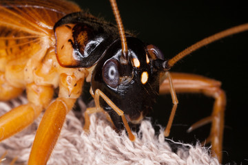 cricket bug, large brown and black head of Tarbinskiellus portentosus in the forest, Thailand