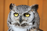 Fototapeta Zwierzęta - Great horned owl (Bubo virginianus).