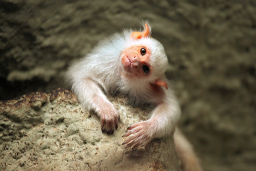 Poster - Silvery marmoset (Mico argentatus).