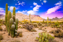 Arizona Desert Ladscape 