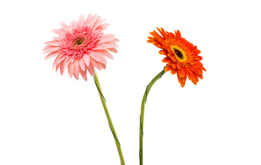 Wall Mural - gerbera