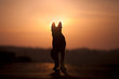 © anjajuli - Dog backlight silhouette in sunset