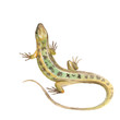 Lizard. Watercolor illustration in vector