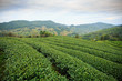 © DN6 - Tea plantation landscape with blue sky background at 101 Tea,Nor