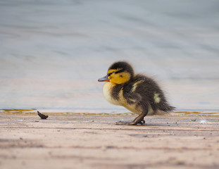 Wall Mural - Duckling