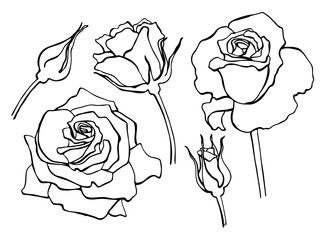 Wall Mural - Vector set of hand-draw line rose collection.