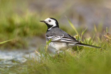 Canvas Print - white wagtail