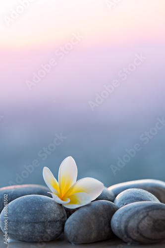 Plissee mit Motiv - Plumeria flower and stones for spa background (von orlio)
