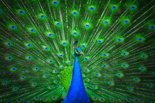 Portrait Of Beautiful Peacock 