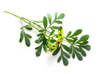 Rue branch isolated on white
